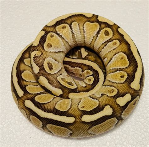 ball pythoon